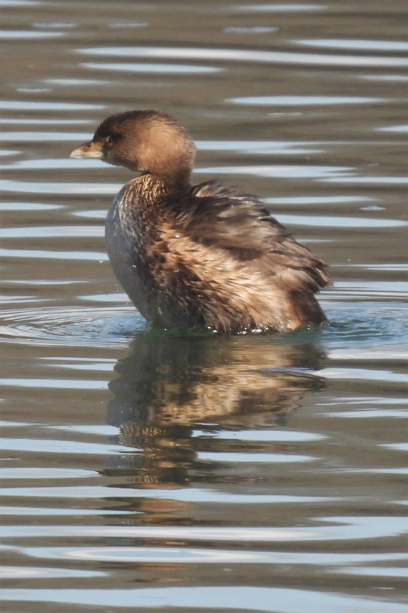 Pied-billed Grebe - ML614613857