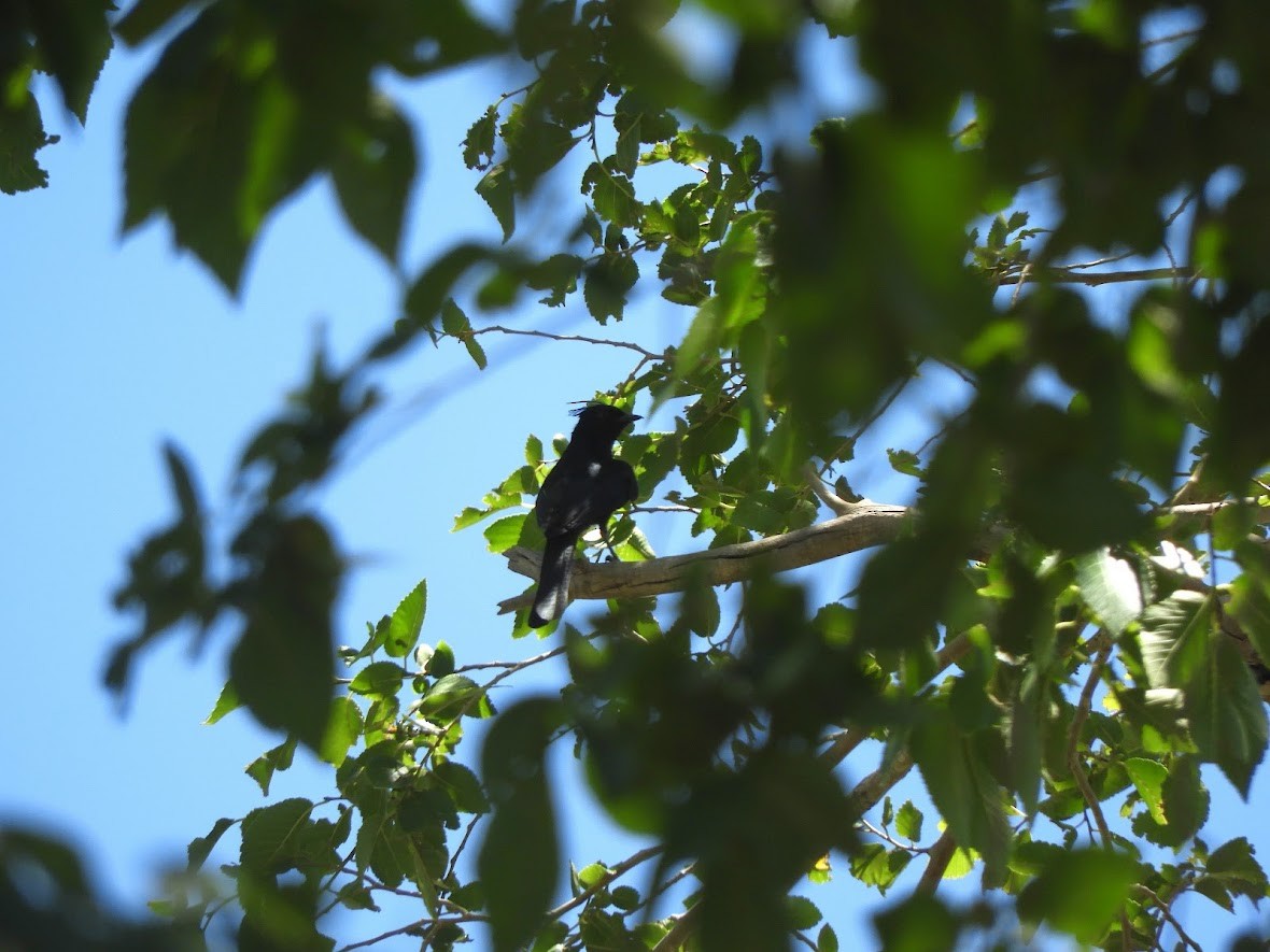 Phainopepla - Asher Perkins