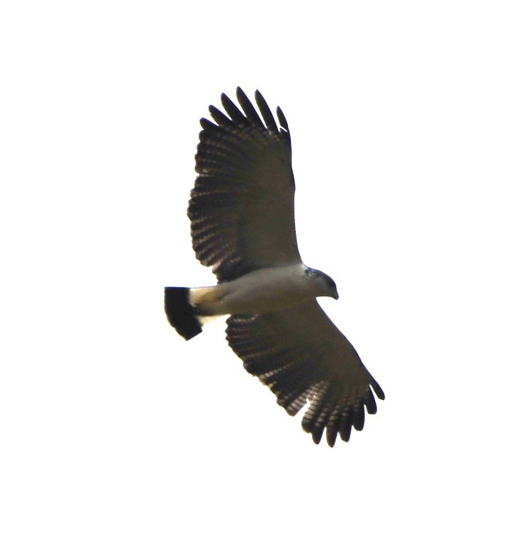 Gray-backed Hawk - Steve Davis