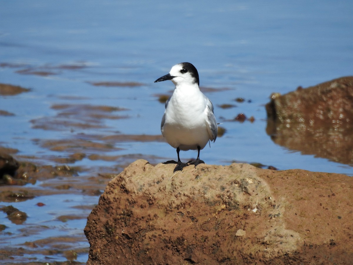 Common Tern - ML614613953