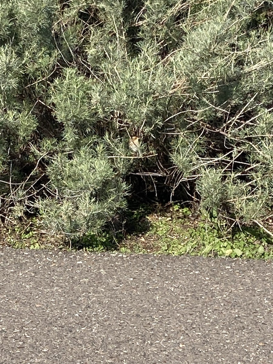 Nelson's Sparrow - ML614613998