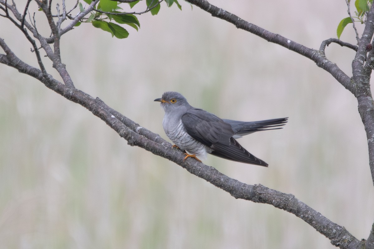Common Cuckoo - Ryota Sei