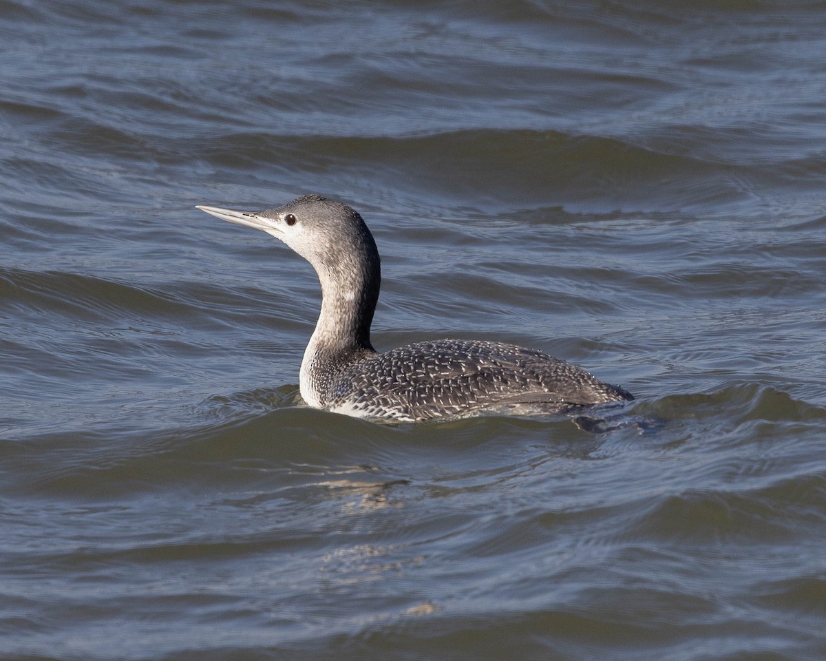 Red-throated Loon - ML614614073