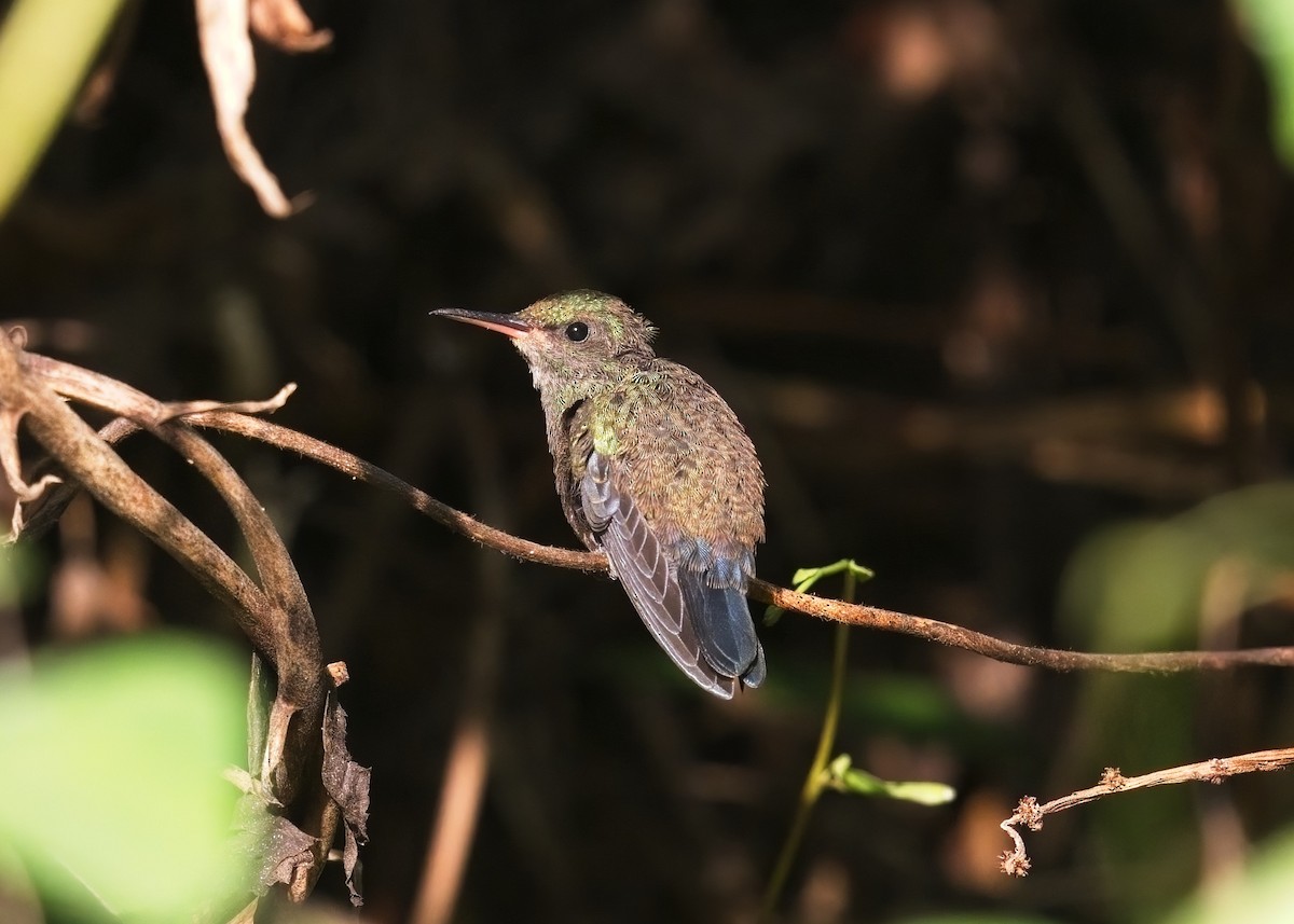 Steely-vented Hummingbird - ML614614173