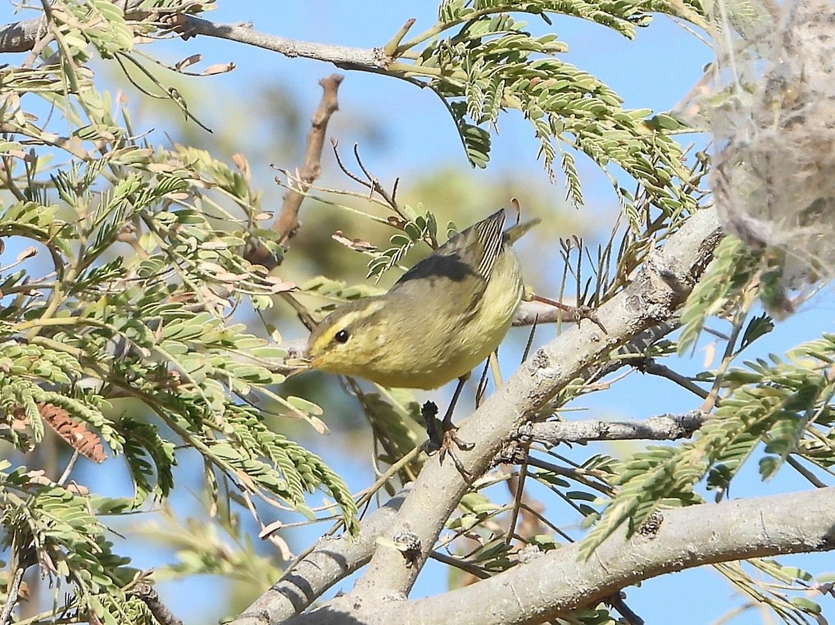 Tickell's Leaf Warbler (Tickell's) - Barry Reed