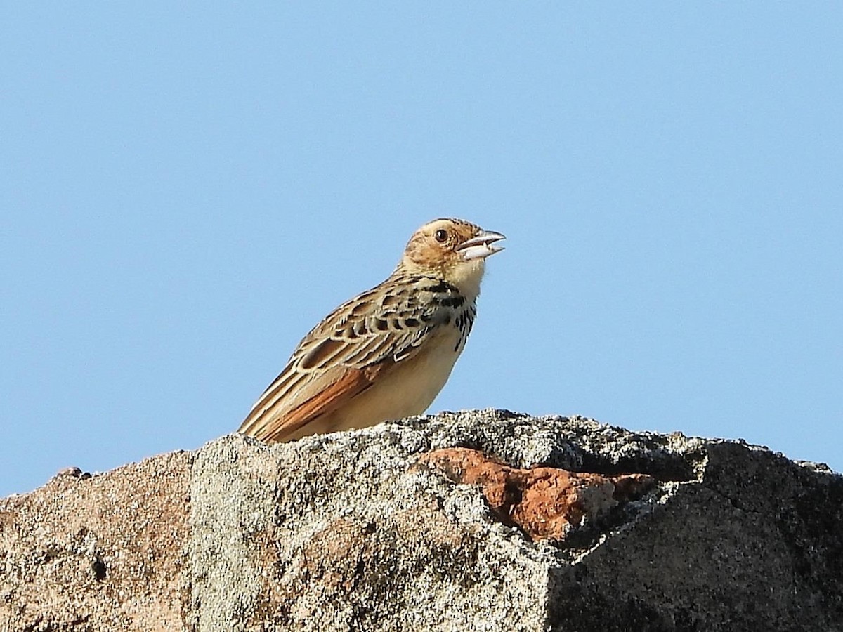 Burmese Bushlark - ML614614206