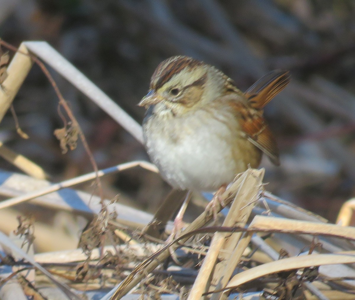 Swamp Sparrow - James Asmuth