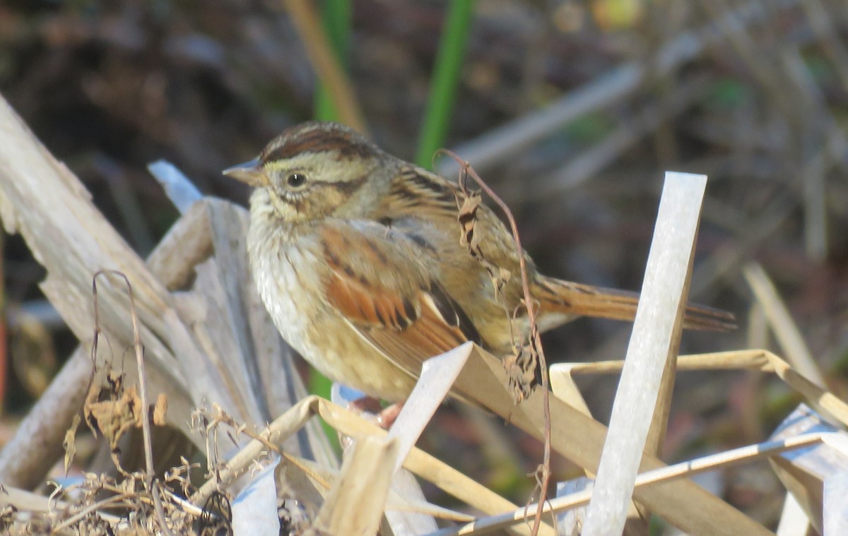Swamp Sparrow - ML614614215