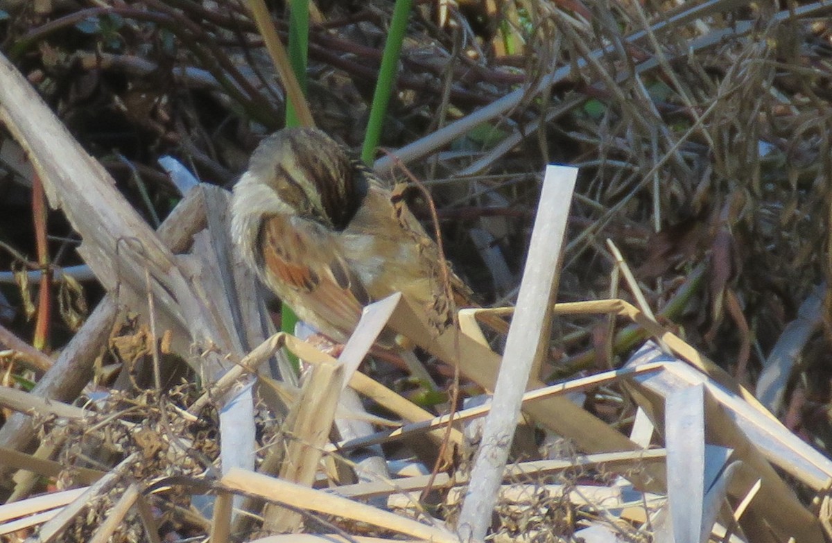 Swamp Sparrow - James Asmuth