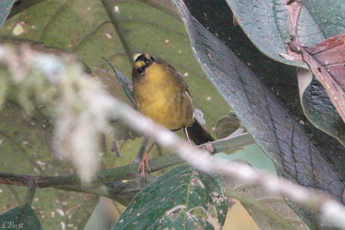 Black-crested Warbler - ML614614388