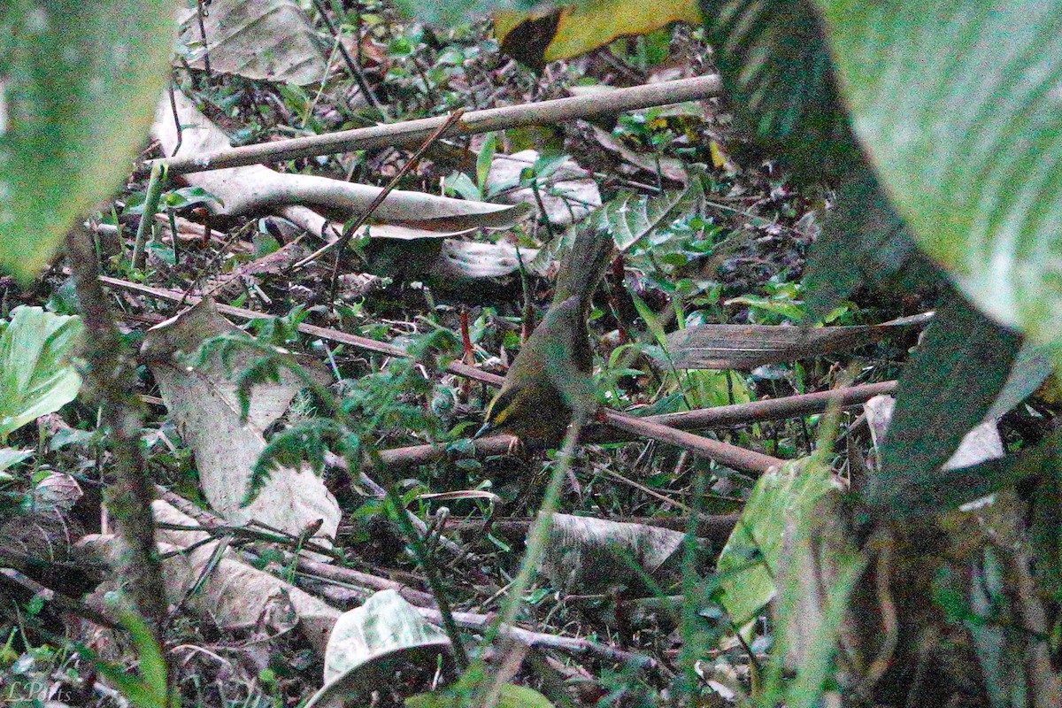 Black-crested Warbler - ML614614389