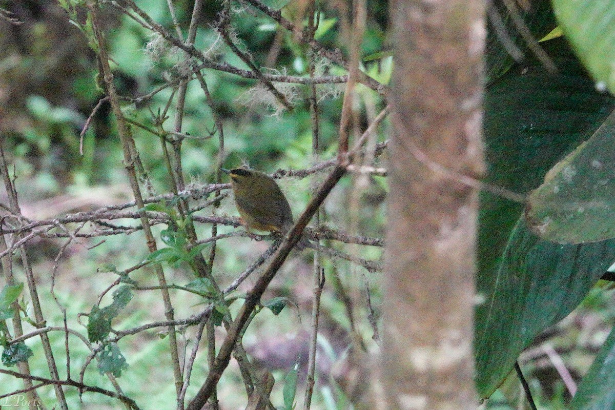 Black-crested Warbler - ML614614390