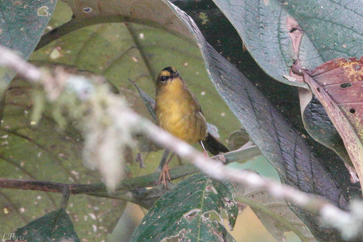 Black-crested Warbler - ML614614391