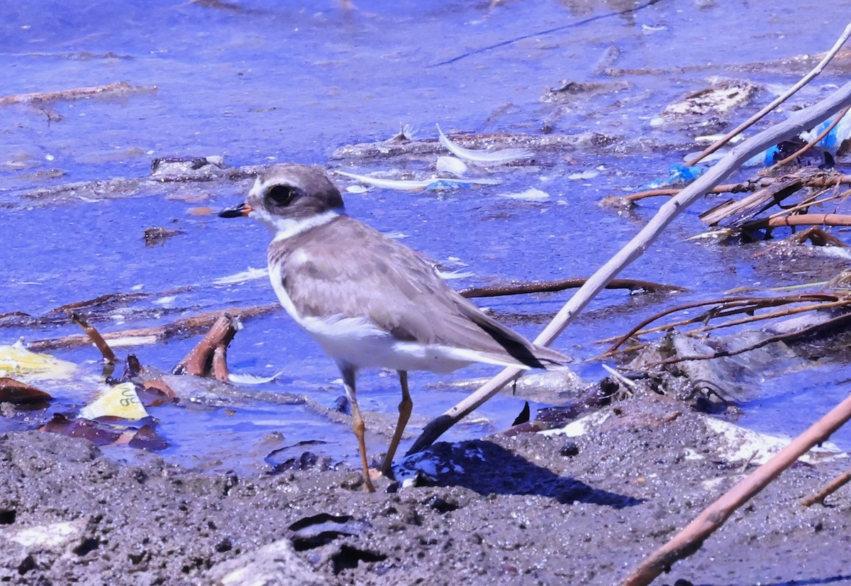 Semipalmated Plover - ML614614441