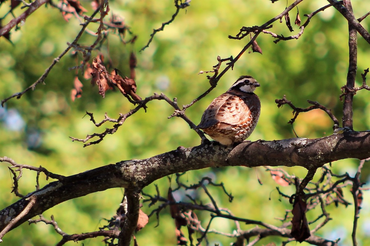 Northern Bobwhite - Tom McElfresh