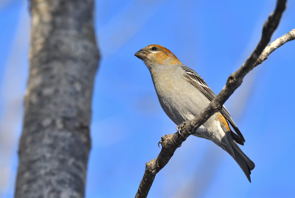 Pine Grosbeak - Timothy Piranian