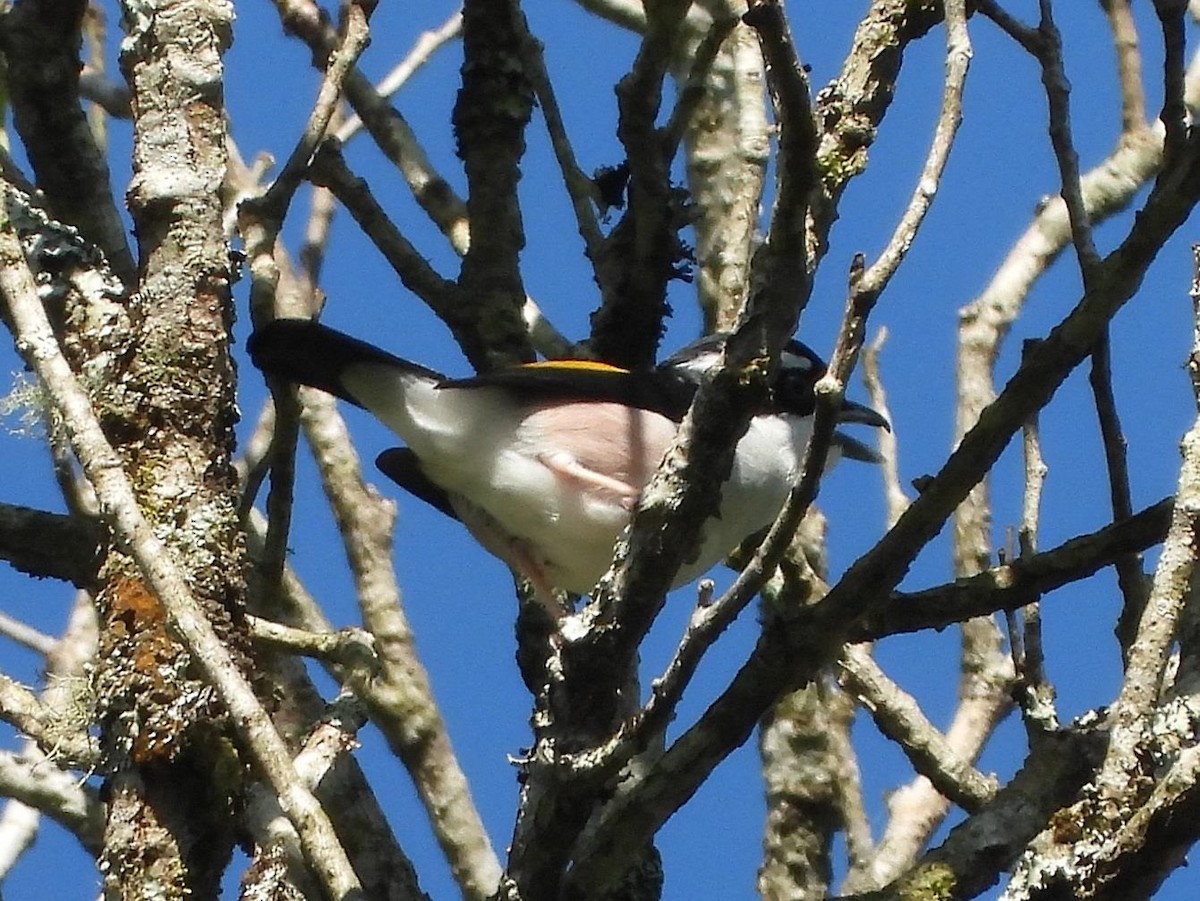 White-browed Shrike-Babbler (Dalat) - ML614614582