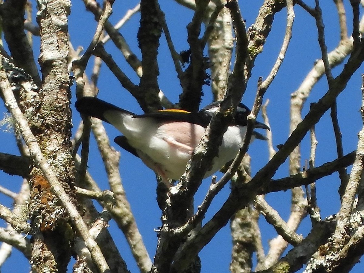 Vireo Alcaudón Cejiblanco (annamensis) - ML614614582