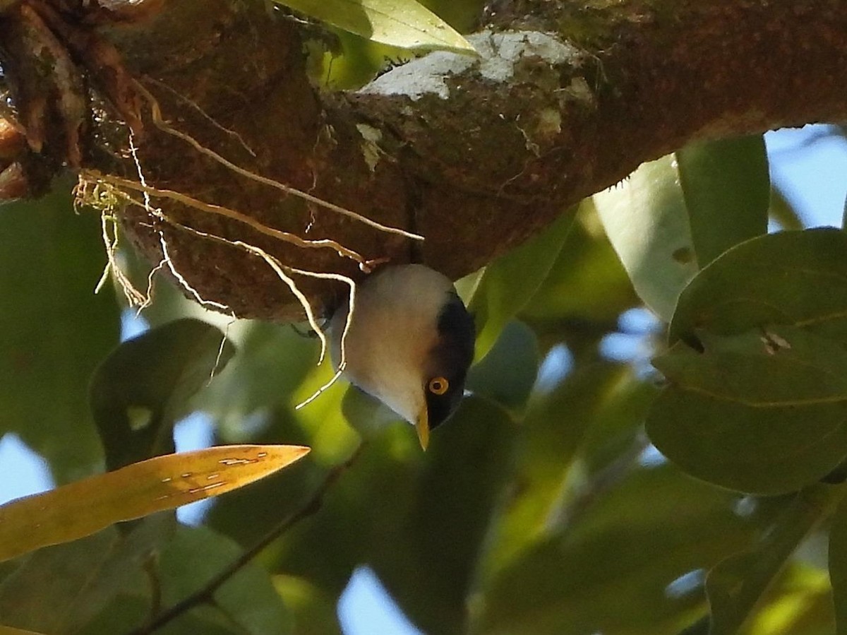 Yellow-billed Nuthatch - Barry Reed