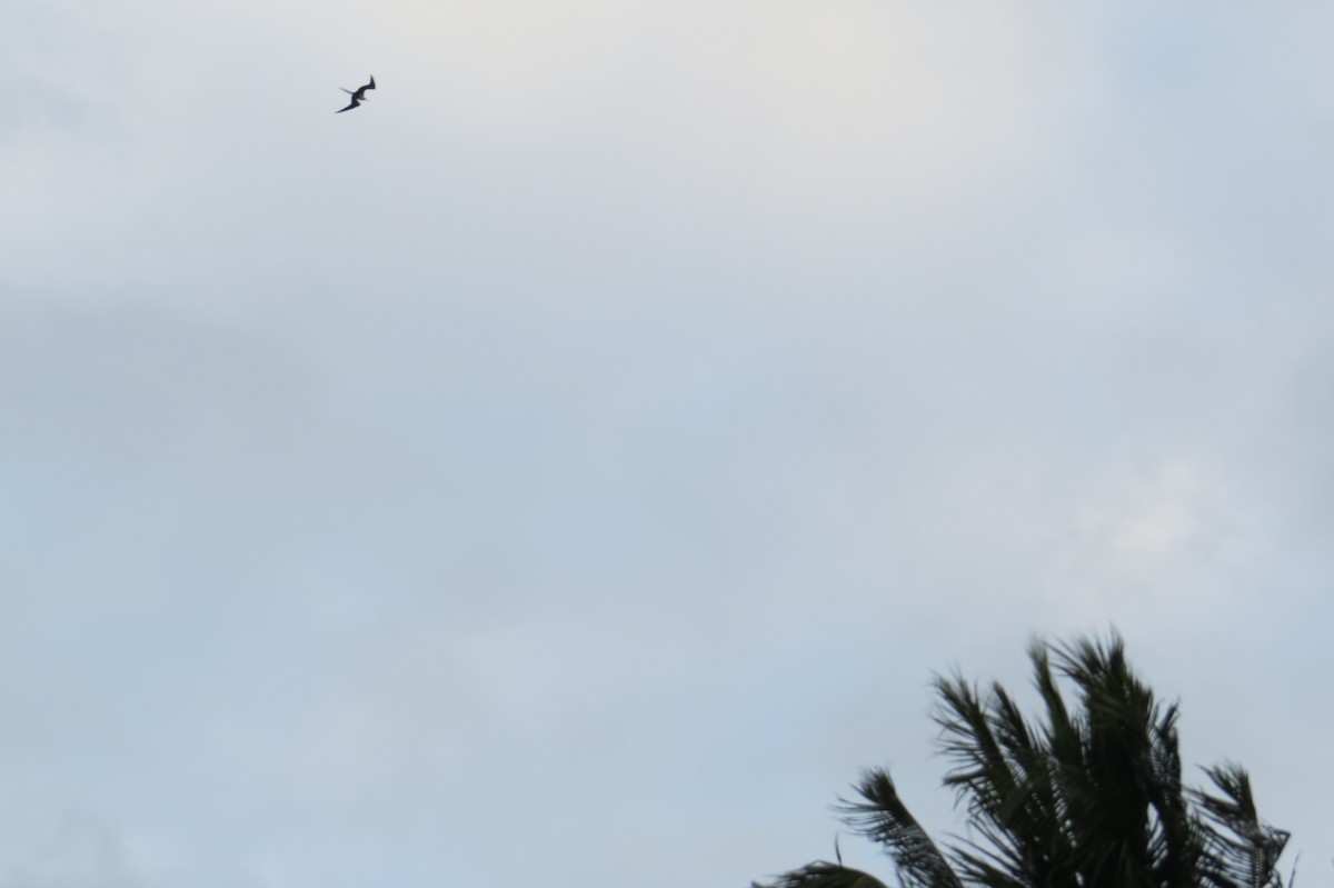 Magnificent Frigatebird - ML614614697