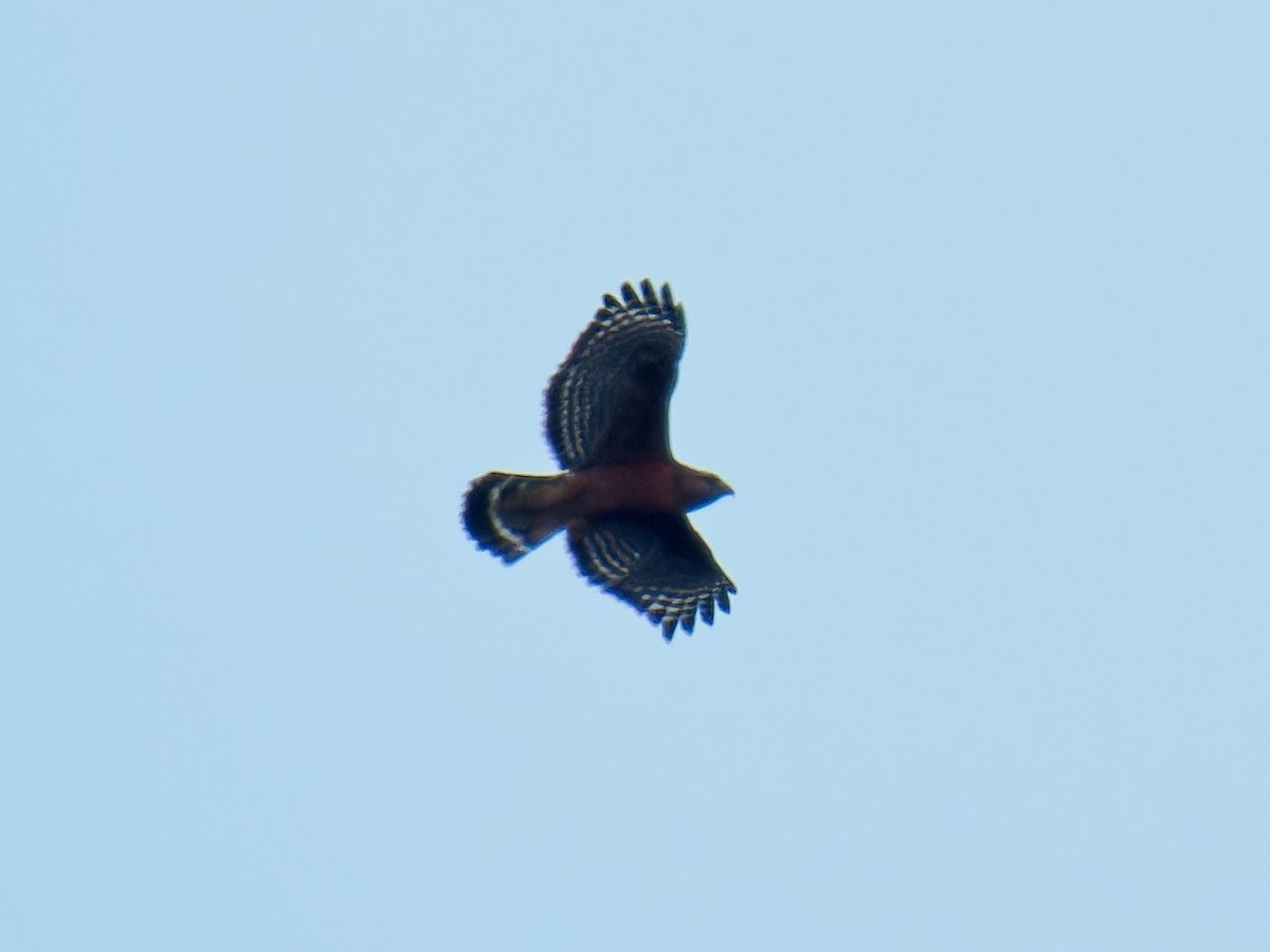 Red-shouldered Hawk - ML614614803