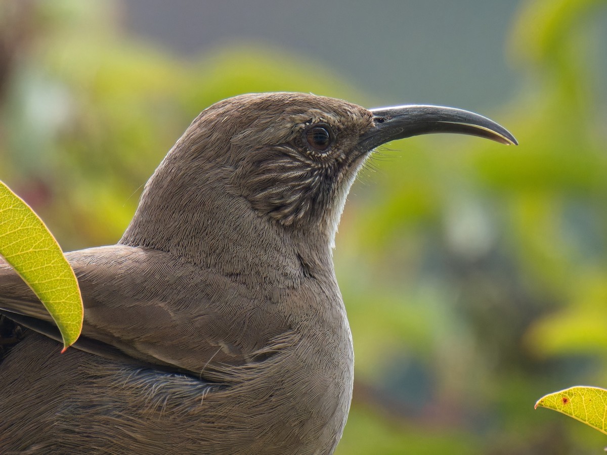 California Thrasher - ML614614855
