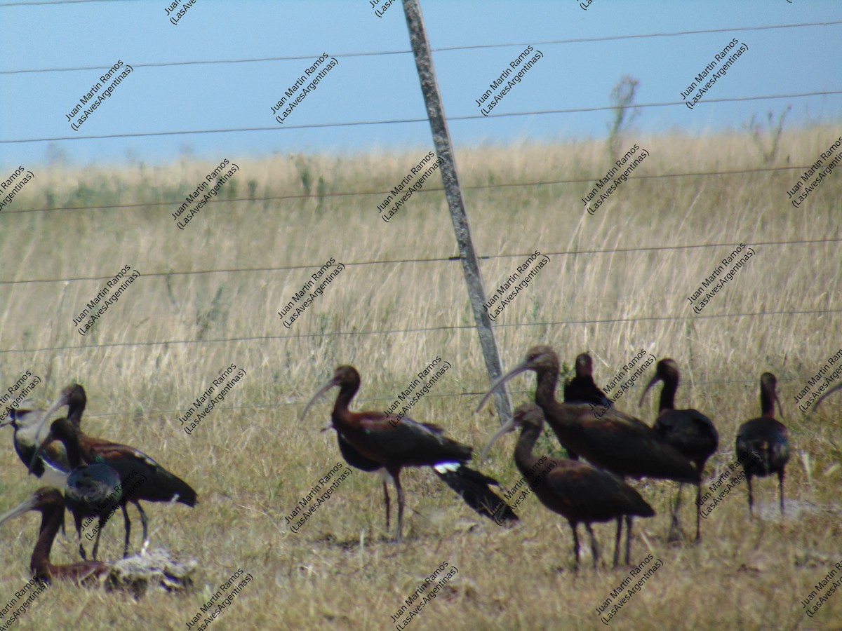 White-faced Ibis - Juan Martin Ramos