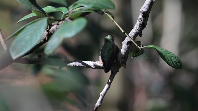 Anna's Hummingbird - ML614614865