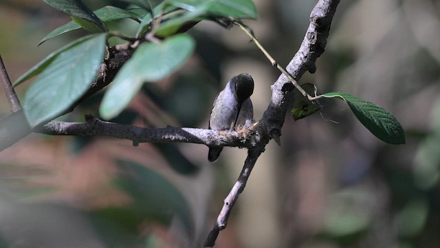 rødmaskekolibri - ML614614867