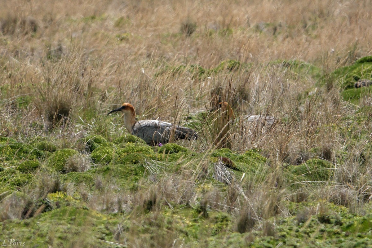 Andean Ibis - ML614614902
