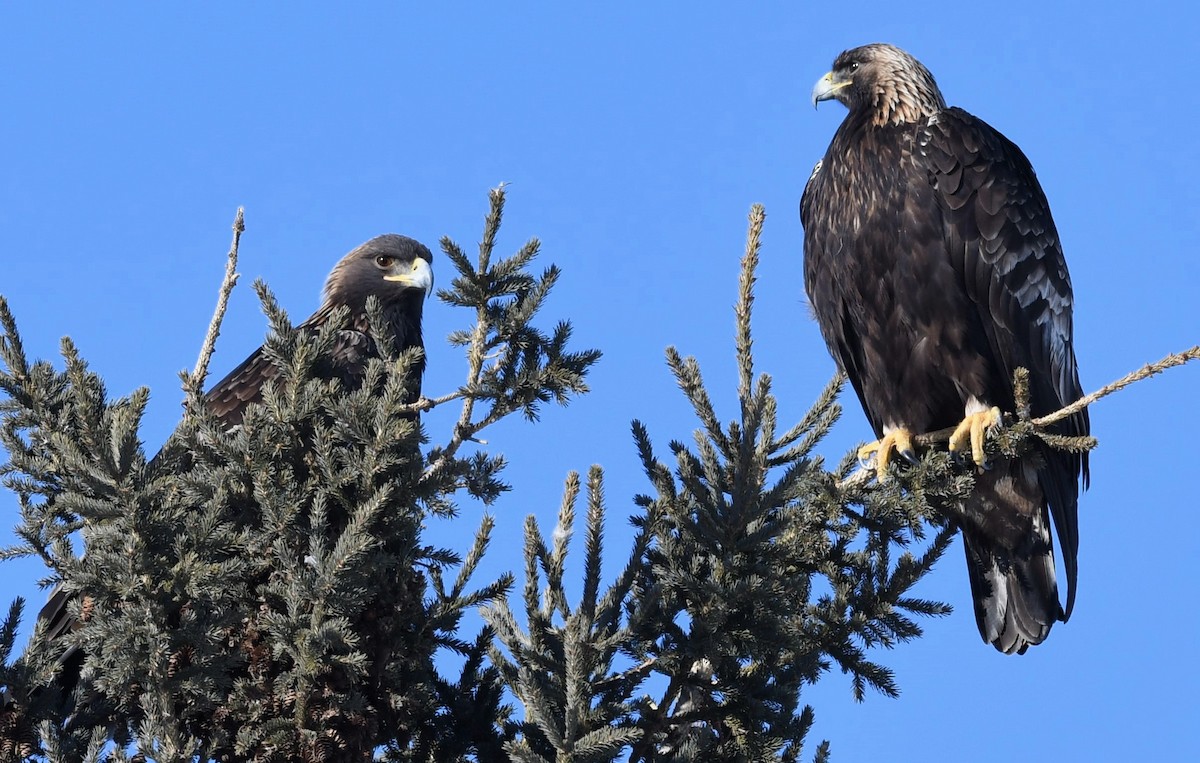 Golden Eagle - ML614614910