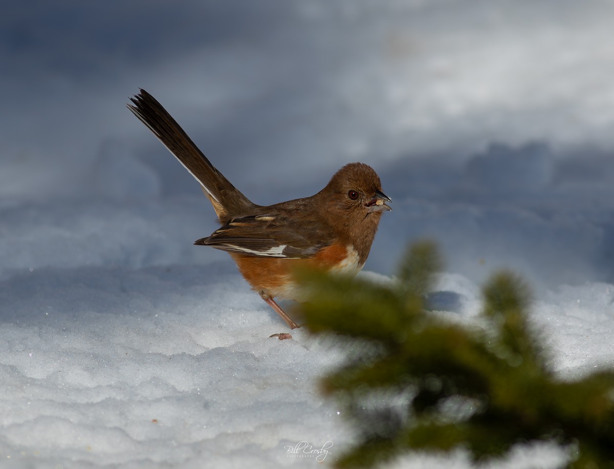 Eastern Towhee - ML614614967