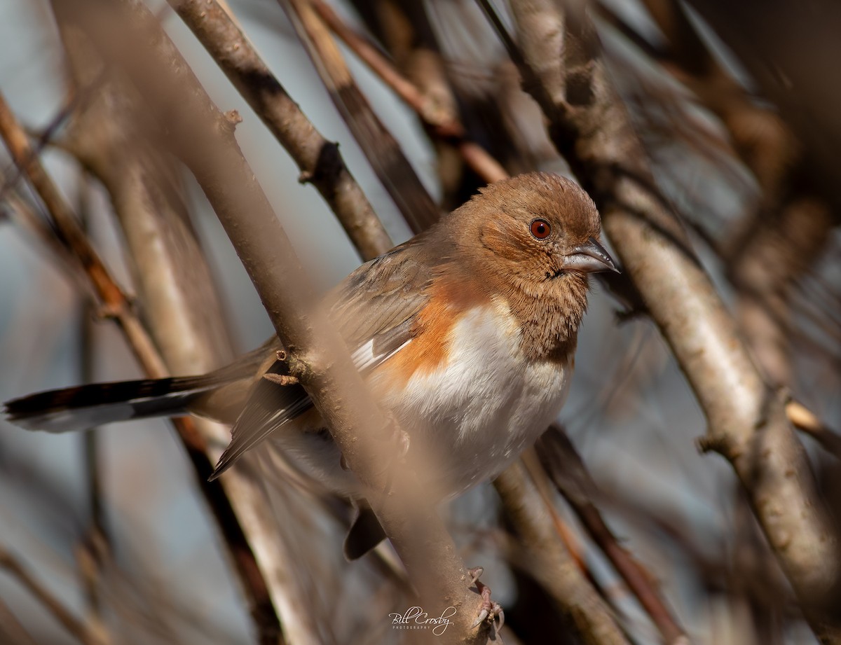 Eastern Towhee - ML614614968