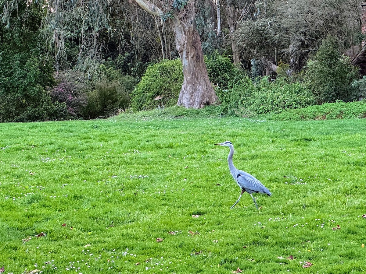 Great Blue Heron - ML614615006