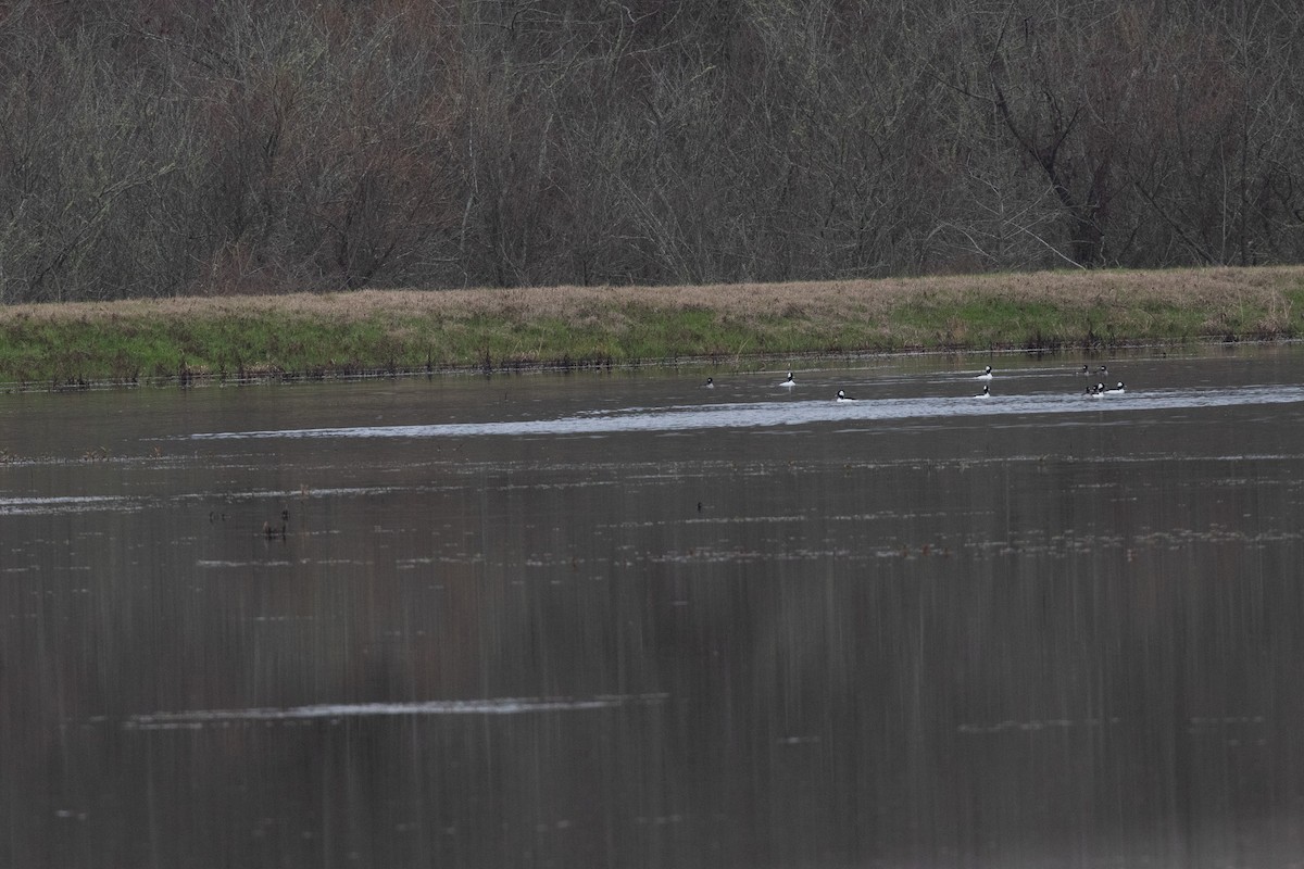 Bufflehead - ML614615017