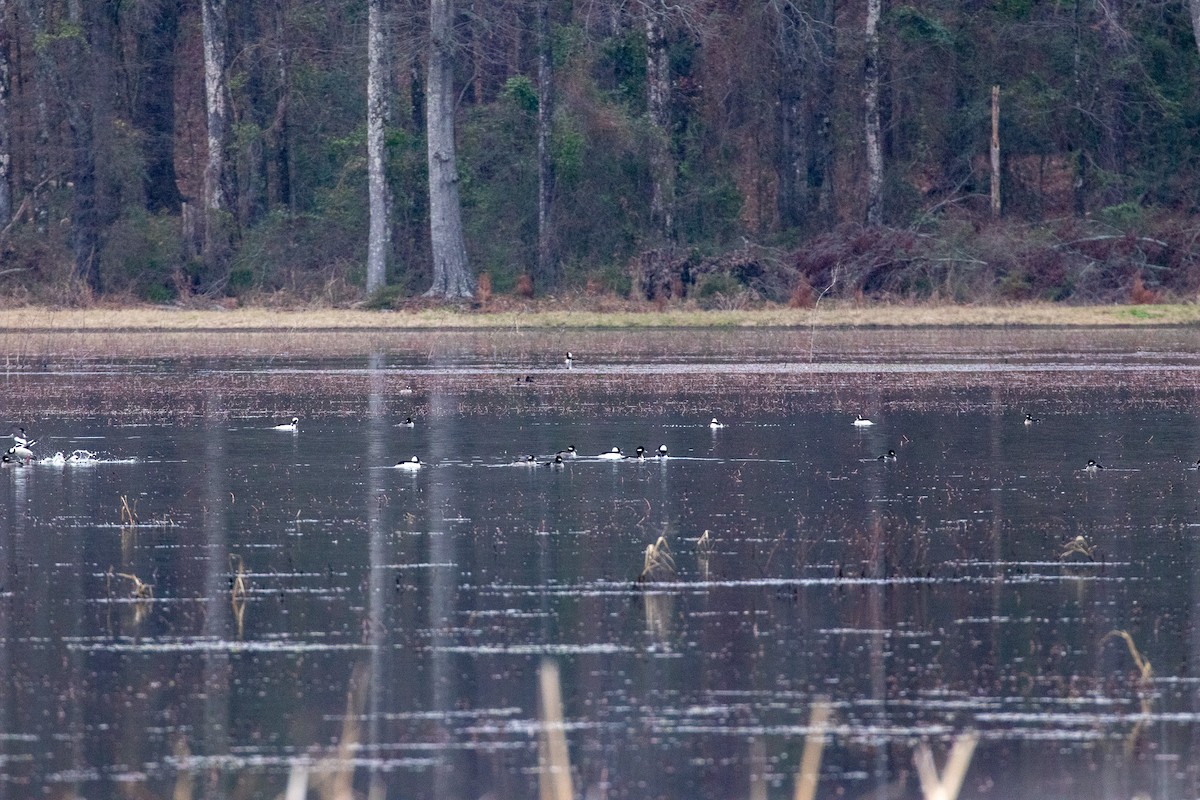 Bufflehead - David Wetzel