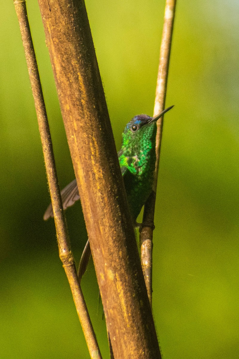 Violet-capped Woodnymph - ML614615029