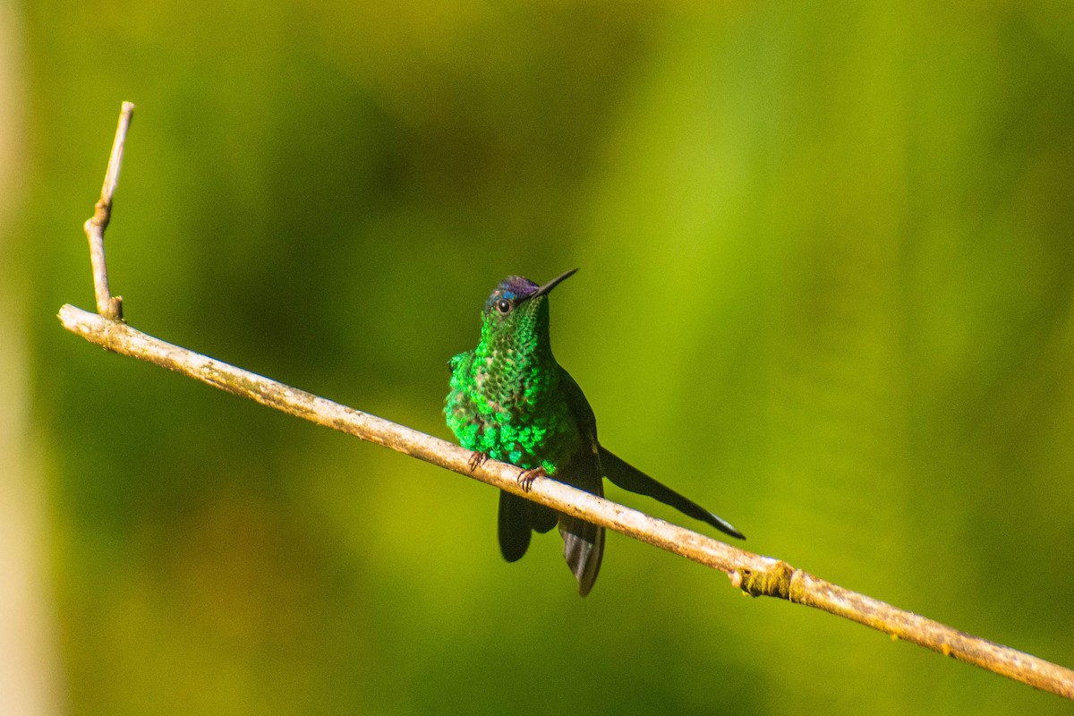 Violet-capped Woodnymph - ML614615030