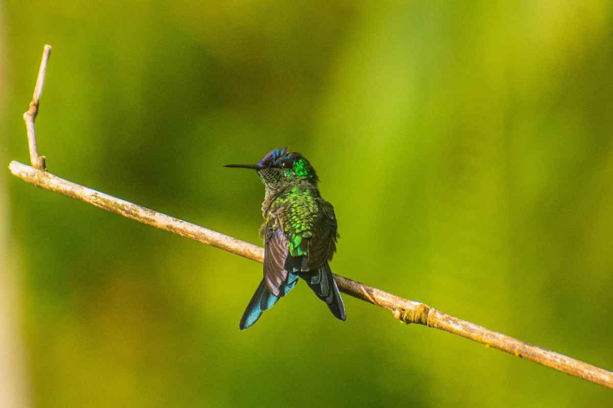 Violet-capped Woodnymph - ML614615032