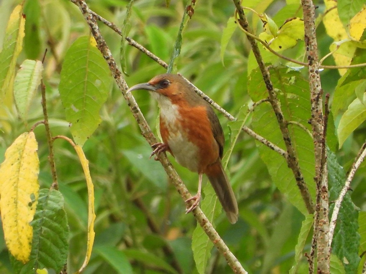 Red-eyed Scimitar-Babbler - ML614615036