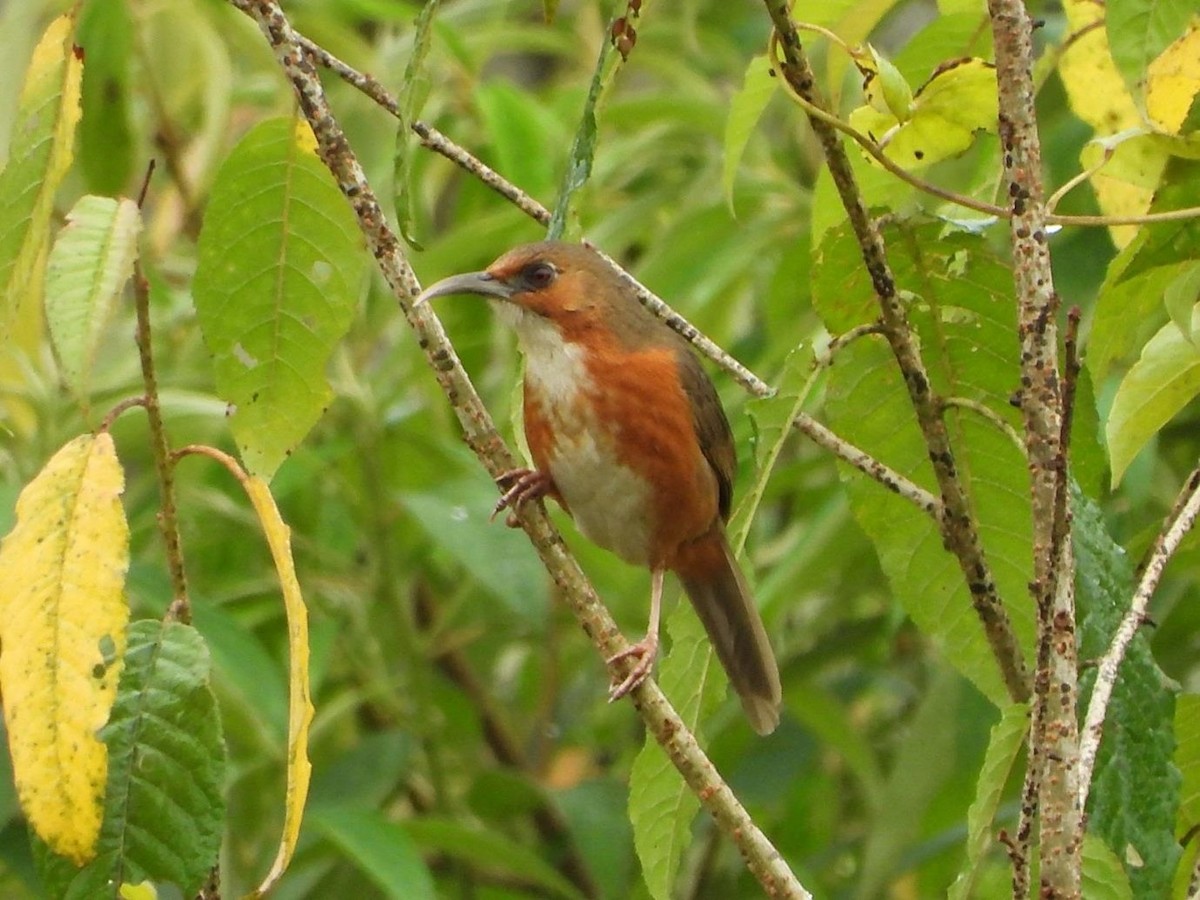 Rusty-cheeked Scimitar-Babbler - Barry Reed