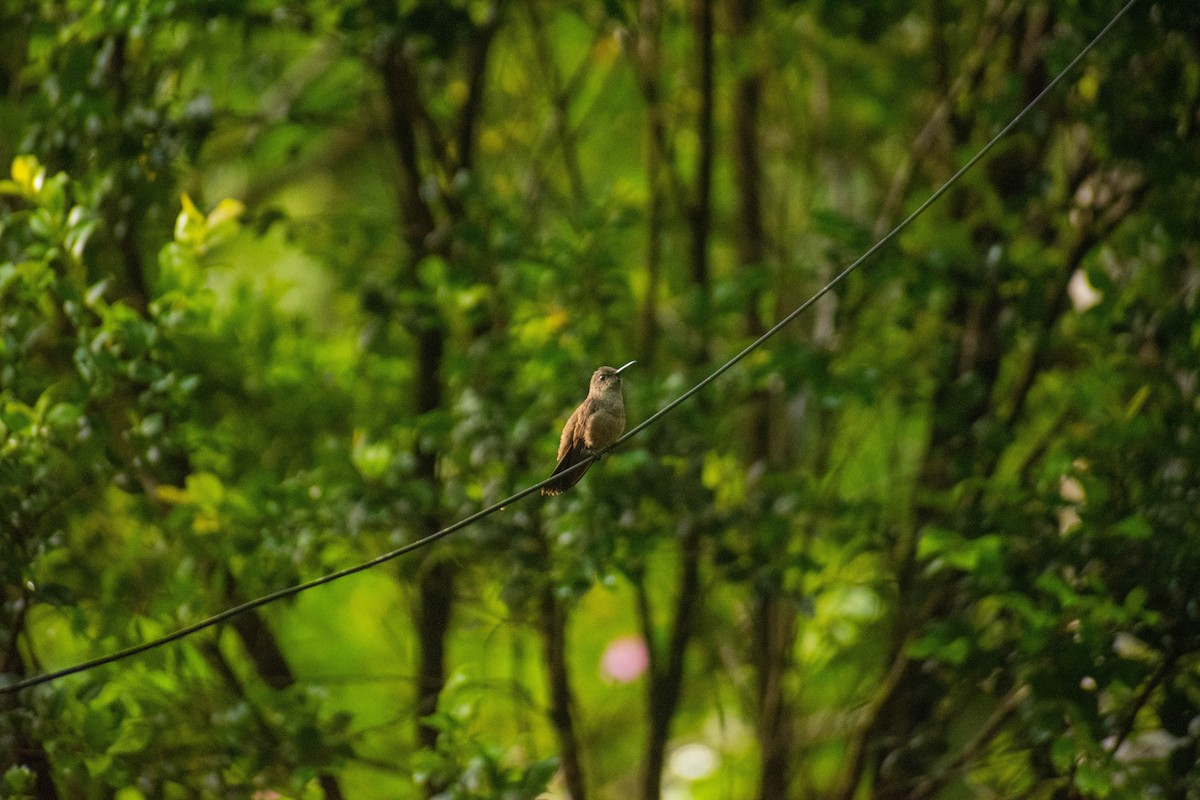 Sombre Hummingbird - ML614615040