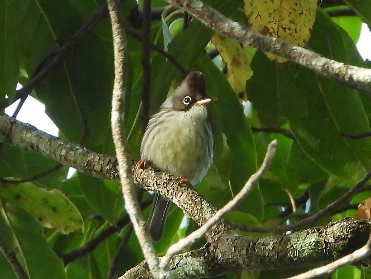 Burmese Yuhina - ML614615044