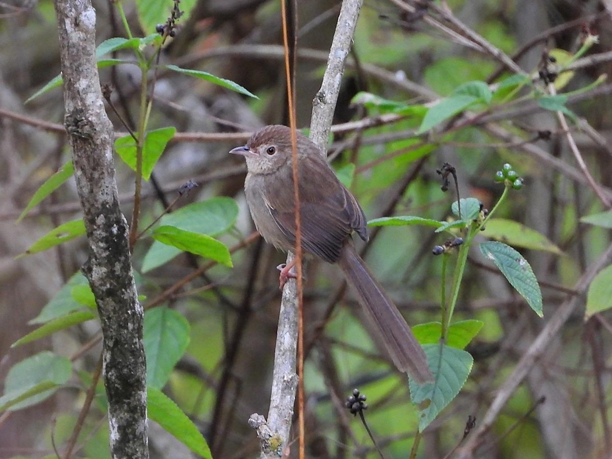 Burmese Prinia - ML614615050