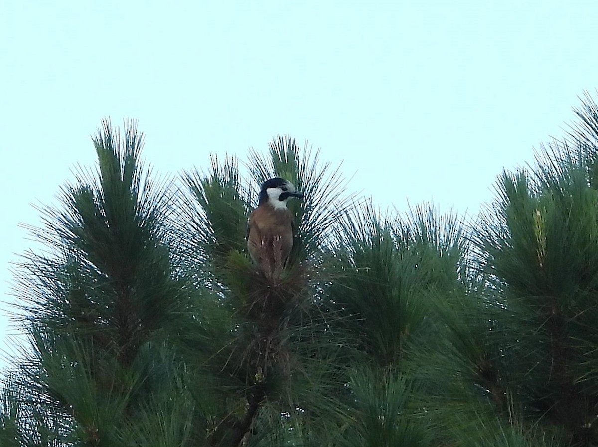 Eurasian Jay (White-faced) - ML614615062