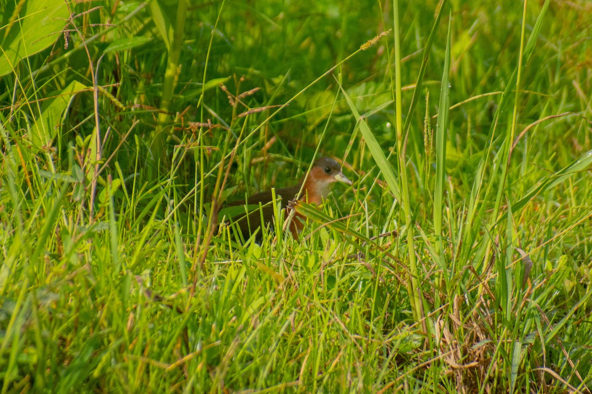 Rufous-sided Crake - ML614615065