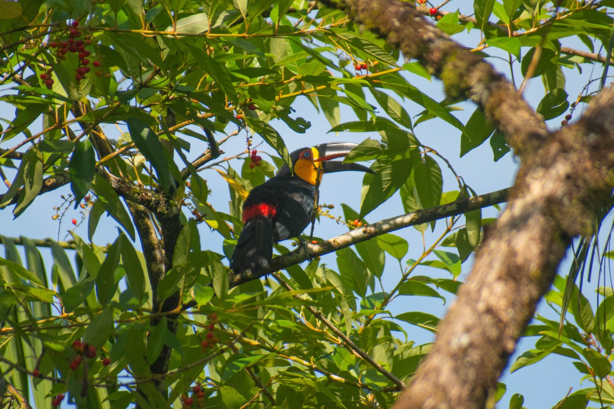 Channel-billed Toucan - ML614615069