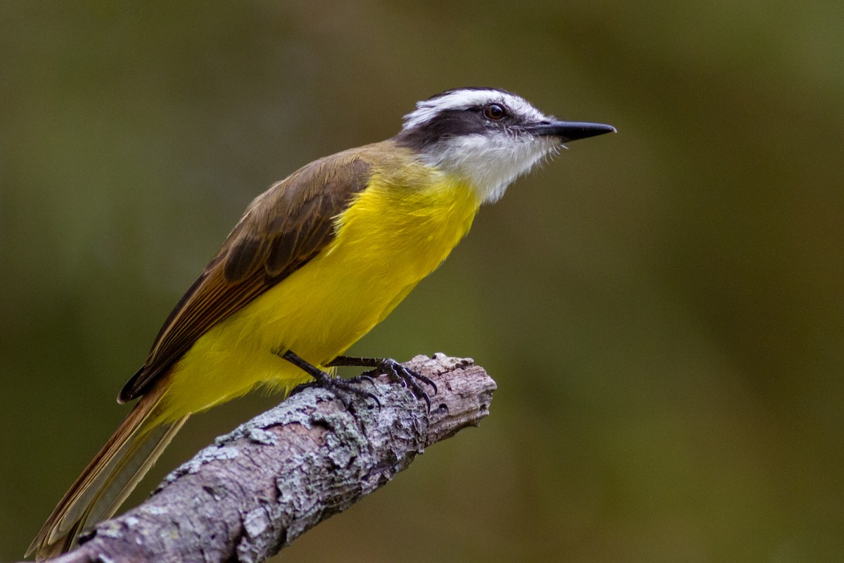 Lesser Kiskadee - ML614615072