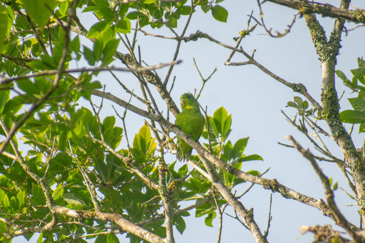 Cobalt-rumped Parrotlet - ML614615074