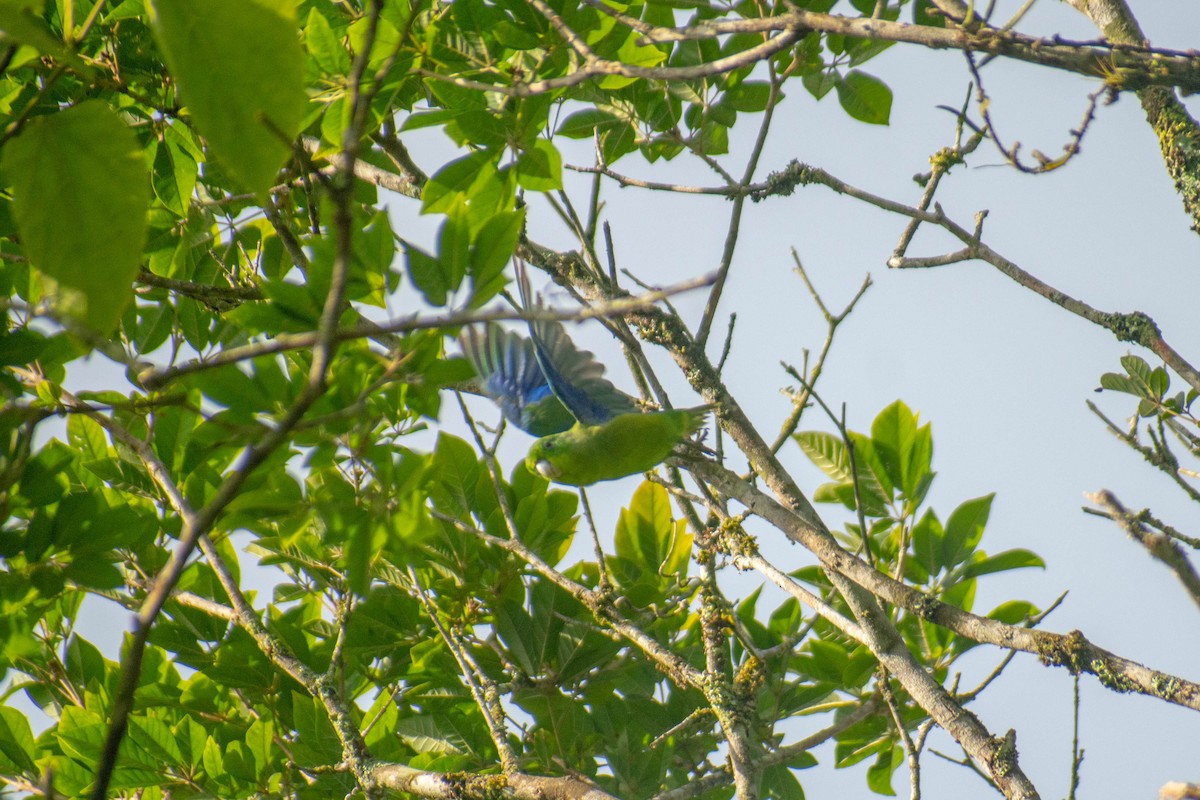 Cobalt-rumped Parrotlet - ML614615075